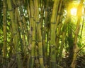 Yellow bamboo bush in the park