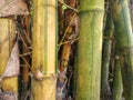 Yellow bamboo clumps growing in nature Royalty Free Stock Photo