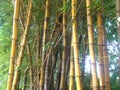 Yellow bamboo forest at the morning, young and old bamboo