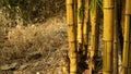 Yellow bamboo that grows in the yard Royalty Free Stock Photo