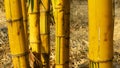 Yellow bamboo that grows in the yard Royalty Free Stock Photo