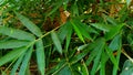 Yellow bamboo leaves, materials for making various handicrafts Royalty Free Stock Photo