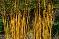 Yellow Bamboo - Phyllostachys aureocaulis, Hilliers Arboretum, Romsey, Hamphire, England, UK