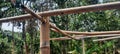 bamboo poles for support