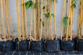 Yellow bamboo in pots