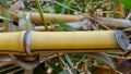 Yellow bamboo stems, materials for making various handicrafts Royalty Free Stock Photo