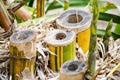 Yellow bamboo tree being cut in forest.