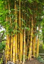 Yellow bamboo tree