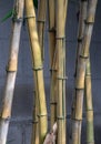 Yellow bamboo trees. Bamboo culm Royalty Free Stock Photo