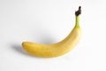 Yellow banan Royalty Free Stock Photo