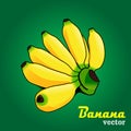 Yellow banana bunch vector illustration