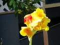 Yellow Banana Flower