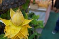 Yellow banana flower, Musella Lasiocarpa, golden lotus banana Royalty Free Stock Photo