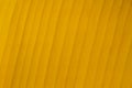 Yellow banana leaf background Royalty Free Stock Photo
