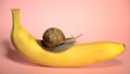 Yellow banana on pink background