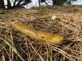 Yellow Banana Slug on the forest floor covered with pine needles Royalty Free Stock Photo