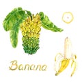 Yellow bananas tier bunch with leaves and peeled banana and cut slice Royalty Free Stock Photo