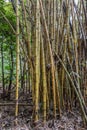 Yellow banboo in the wild near Kamokila Village, Kauai, Hawaii, USA Royalty Free Stock Photo