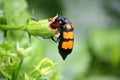 Yellow-banded Blister Beetle (Mylabris phalerata) feeding on hibiscus plant : (pix Sanjiv Shukla) Royalty Free Stock Photo