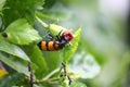 Yellow-banded Blister Beetle (Mylabris phalerata) feeding on hibiscus plant : (pix Sanjiv Shukla) Royalty Free Stock Photo