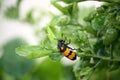 Yellow-banded Blister Beetle (Mylabris phalerata) feeding on hibiscus plant : (pix Sanjiv Shukla) Royalty Free Stock Photo