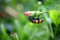 Yellow-banded Blister Beetle (Mylabris phalerata) feeding on hibiscus plant : (pix Sanjiv Shukla) Royalty Free Stock Photo