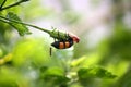 Yellow-banded Blister Beetle (Mylabris phalerata) feeding on hibiscus plant : (pix Sanjiv Shukla) Royalty Free Stock Photo