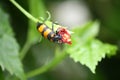 Yellow-banded Blister Beetle (Mylabris phalerata) feeding on hibiscus plant : (pix Sanjiv Shukla) Royalty Free Stock Photo