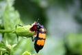 Yellow-banded Blister Beetle (Mylabris phalerata) feeding on hibiscus plant : (pix Sanjiv Shukla) Royalty Free Stock Photo