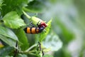 Yellow-banded Blister Beetle (Mylabris phalerata) feeding on hibiscus plant : (pix Sanjiv Shukla) Royalty Free Stock Photo