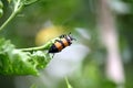 Yellow-banded Blister Beetle (Mylabris phalerata) feeding on hibiscus plant : (pix Sanjiv Shukla) Royalty Free Stock Photo