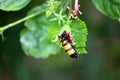 Yellow-banded Blister Beetle (Mylabris phalerata) feeding on hibiscus plant : (pix Sanjiv Shukla) Royalty Free Stock Photo