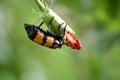 Yellow-banded Blister Beetle (Mylabris phalerata) feeding on hibiscus plant : (pix Sanjiv Shukla) Royalty Free Stock Photo