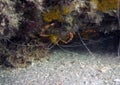 A Yellow Banded Coral Shrimp (Stenopus scutellatus) in Florida