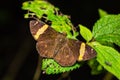 Yellow-banded Flat possibly Himalayan Yellow-banded Flat, Celaenorrhinus dhanada butterfly