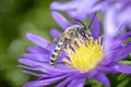 Yellow-banded furrow bee - Halictus scabiosae - pollinates an aster Royalty Free Stock Photo