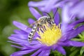 Yellow-banded furrow bee - Halictus scabiosae - pollinates an aster Royalty Free Stock Photo