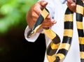 Yellow banded krait Royalty Free Stock Photo
