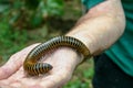 Yellow Banded Millipede crawling on a person`s hand