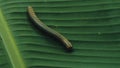 Yellow Banded Millipede walking across a banana leaf in the middle of the rainforest jungle