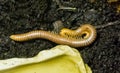 Yellow banded orthoporus texicolens a tropical millipede insect pet from america