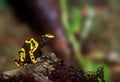 Yellow-banded poison arrow frog perched atop a rock in a natural setting Royalty Free Stock Photo