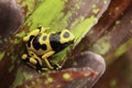 Yellow banded poison dart frog Royalty Free Stock Photo