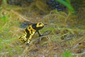 Yellow-banded poison dart frog