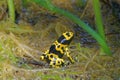 Yellow-banded poison dart frog