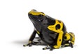 Yellow-banded poison dart frog, Dendrobates leucomelas Royalty Free Stock Photo