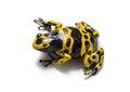 Yellow-banded poison dart frog, Dendrobates leucomelas Royalty Free Stock Photo