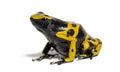 Yellow-banded poison dart frog, Dendrobates leucomelas Royalty Free Stock Photo