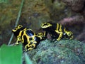 Yellow-banded poison dart frog Dendrobates leucomelas, Yellow-headed poison dart frog, Bumblebee poison frog, GelbgebÃÂ¤nderter