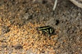 Poisonous yellow banded black frog in the Amazon forest of Leticia in Colombia